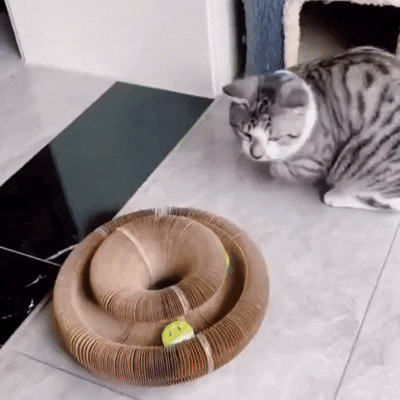 Watch the kitty magic unfold