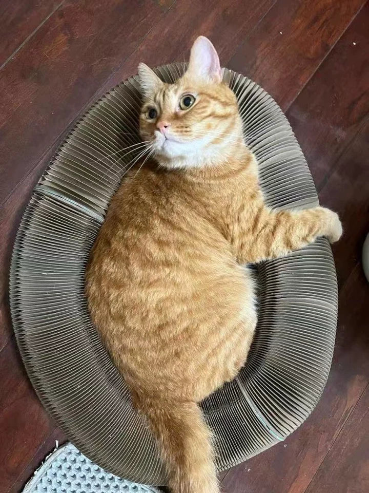 Playtime, but make it purr-fect